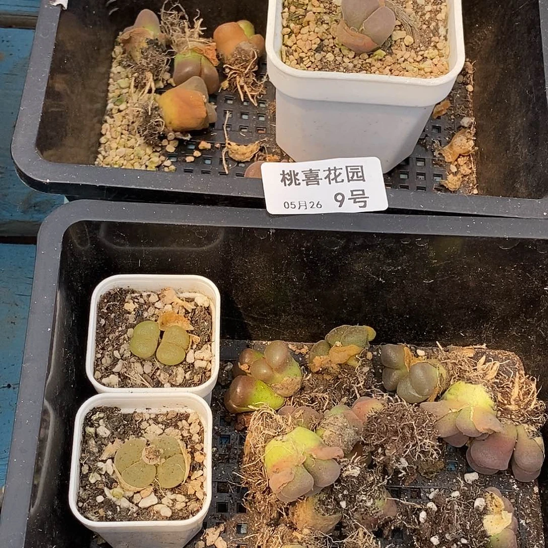 ？****了桃喜花园0526-9风铃22颗