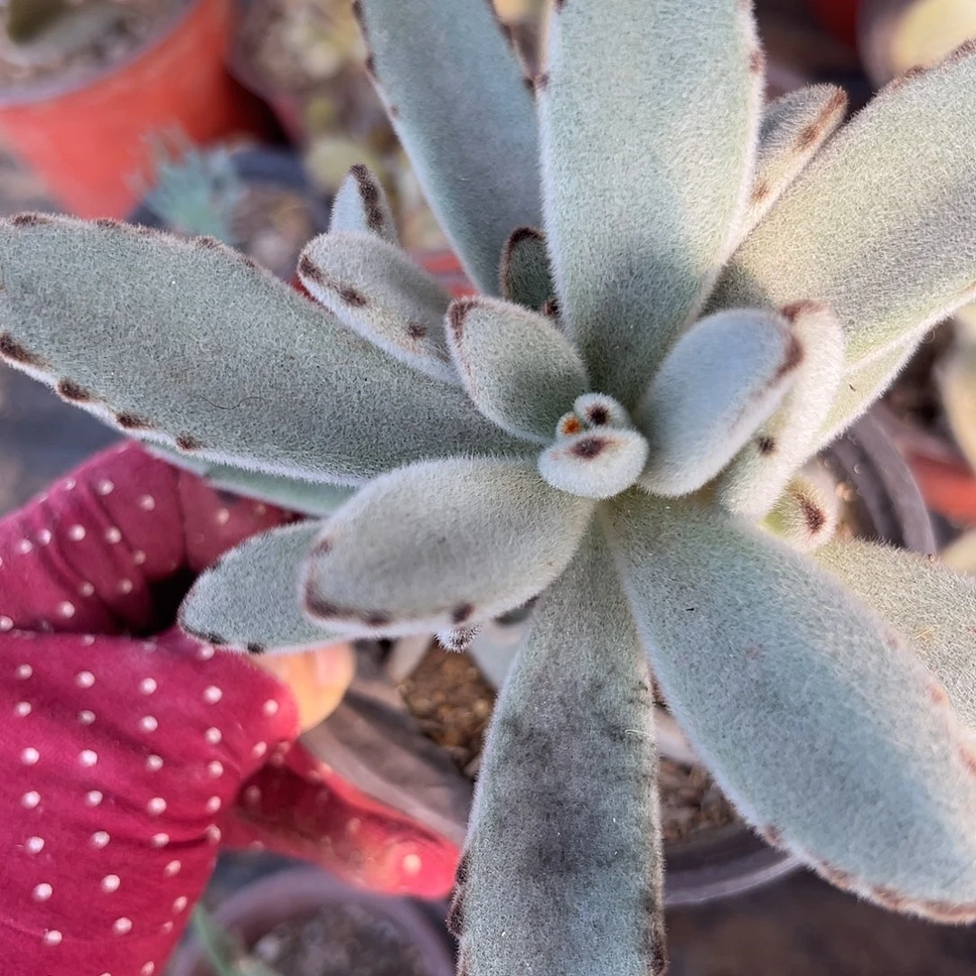 蕾丝兔杜呃呃呃呃呃呃呃呃