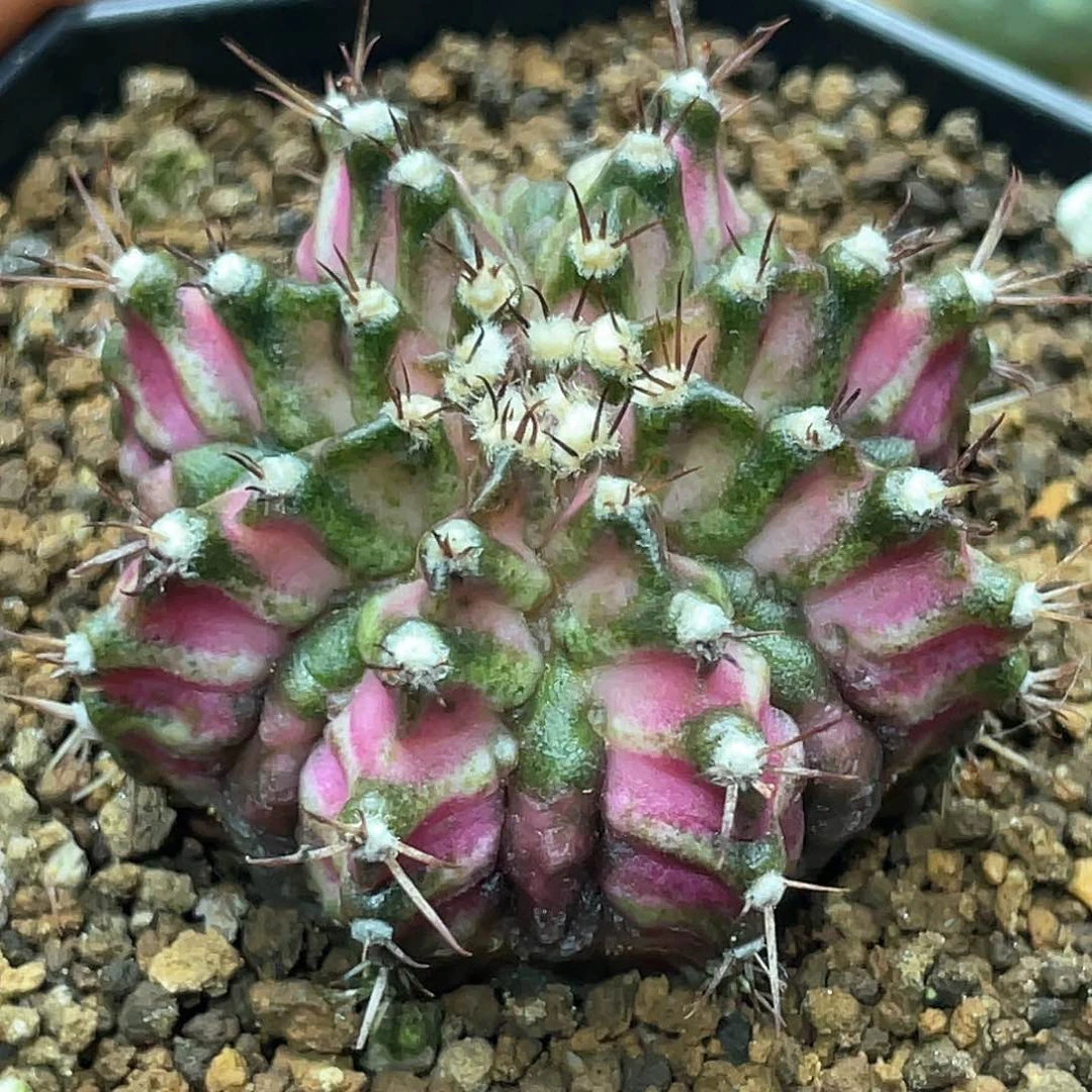 泰系实生，大复棱海神