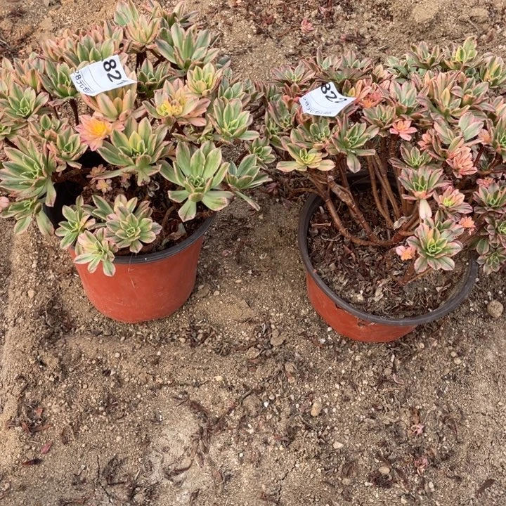 遇***燕多肉甜茶有瑕疵两颗福利821