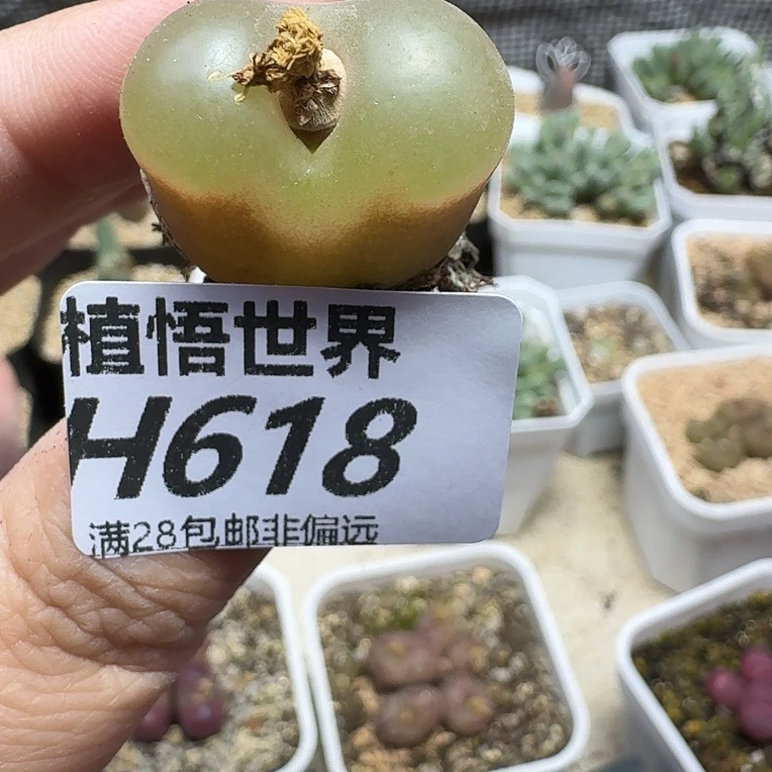 多肉植物的人啊ghn