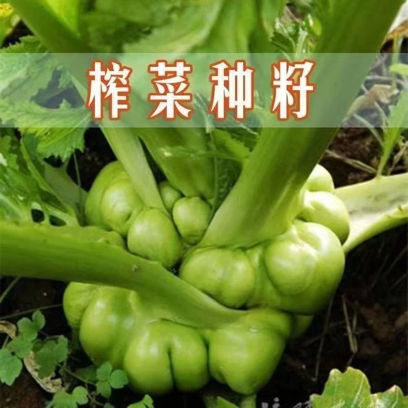 【全场满5包包邮】正宗榨菜头新鲜种子耐热耐高温可晒干大头菜种