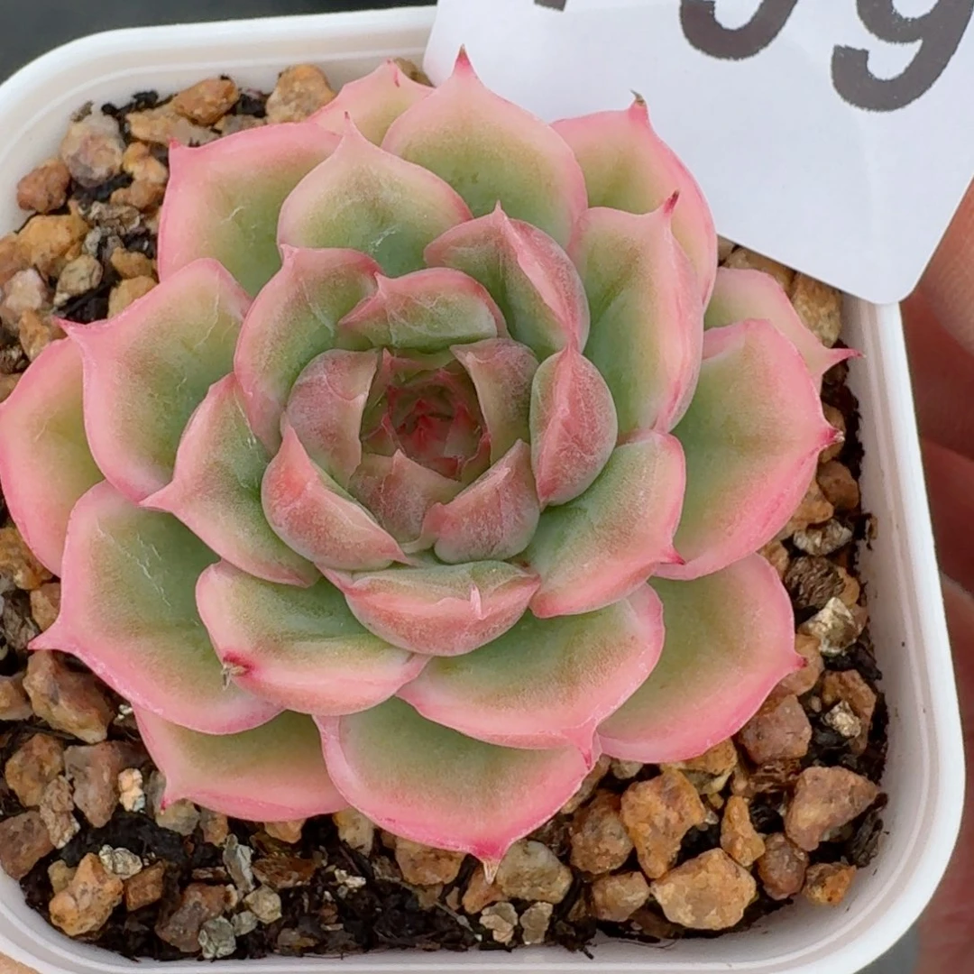 水晶虾饺      愿你一路坦途，乘风破浪展宏图