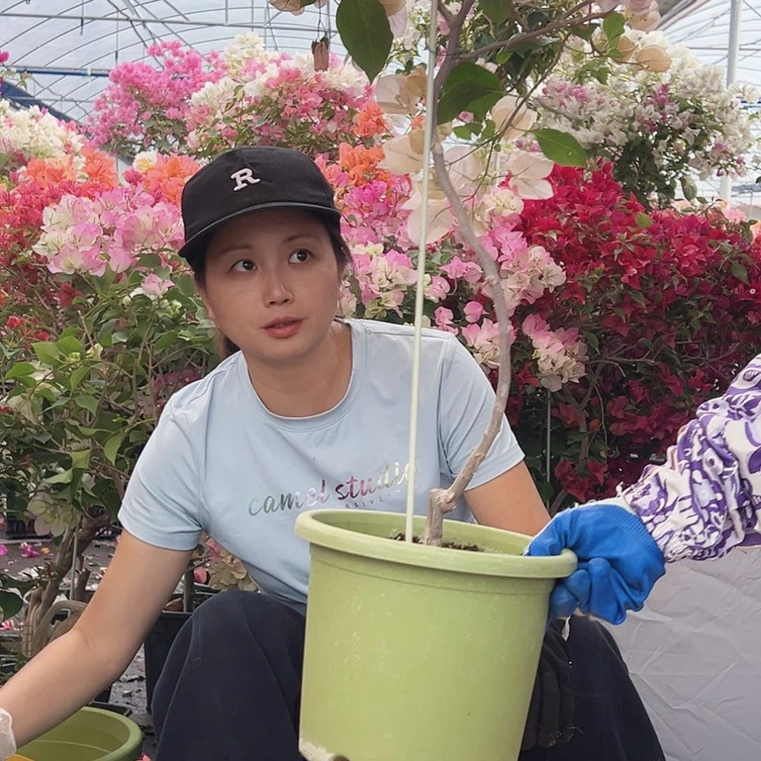 见***己大部分花苞少量开放J63金发女郎