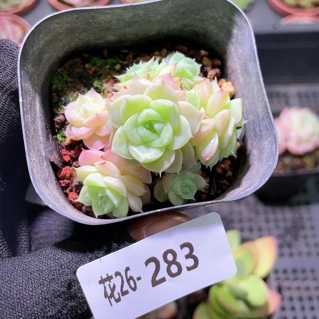 花利美26-283麦秆