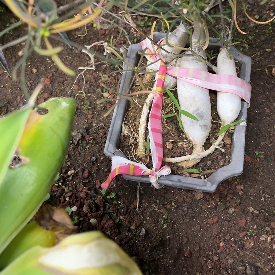 五****’柳叶麒麟块茎植物