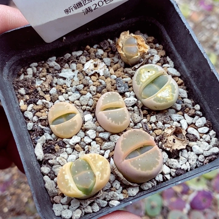 天**凉我是一只小小鸟地域555