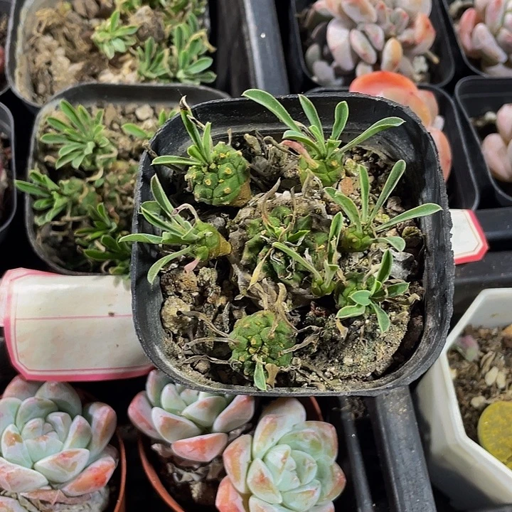 菠萝群带盆土发货