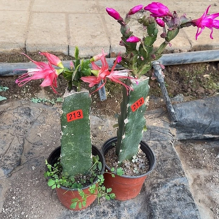 212+213嫁接蟹爪兰：索菲亚+紫色