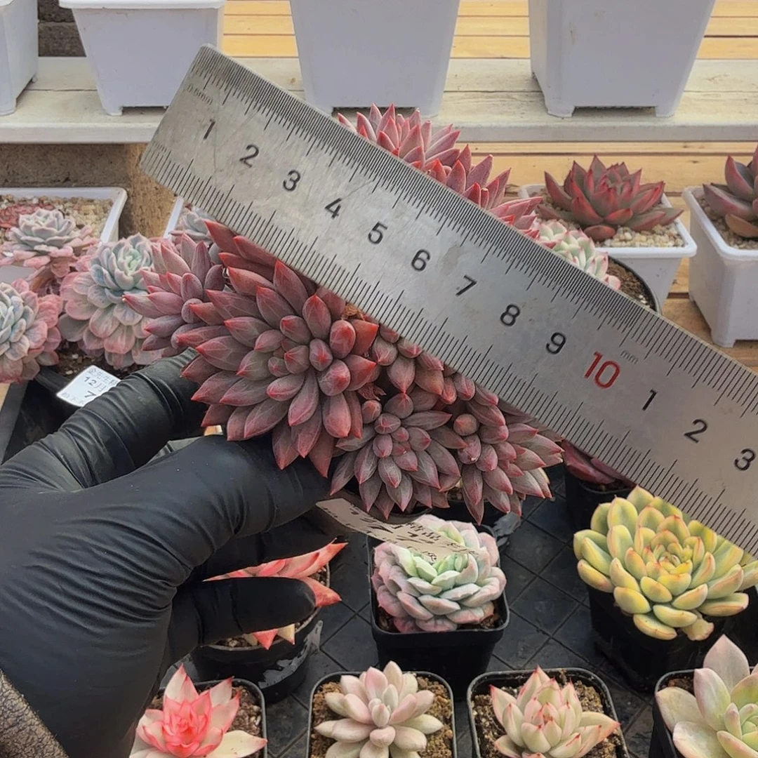 1214-77车厘子群生