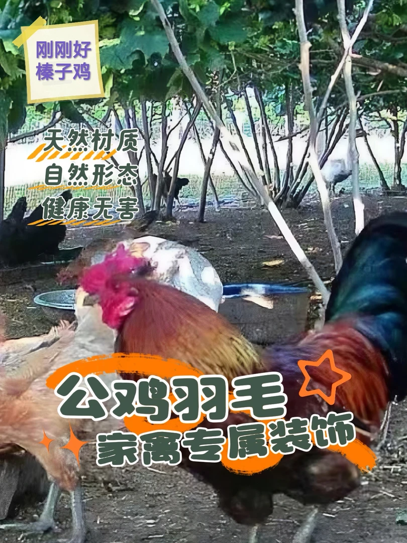 榛子林下散养土公鸡/大公鸡(支持现场视频选货）活鸡土鸡