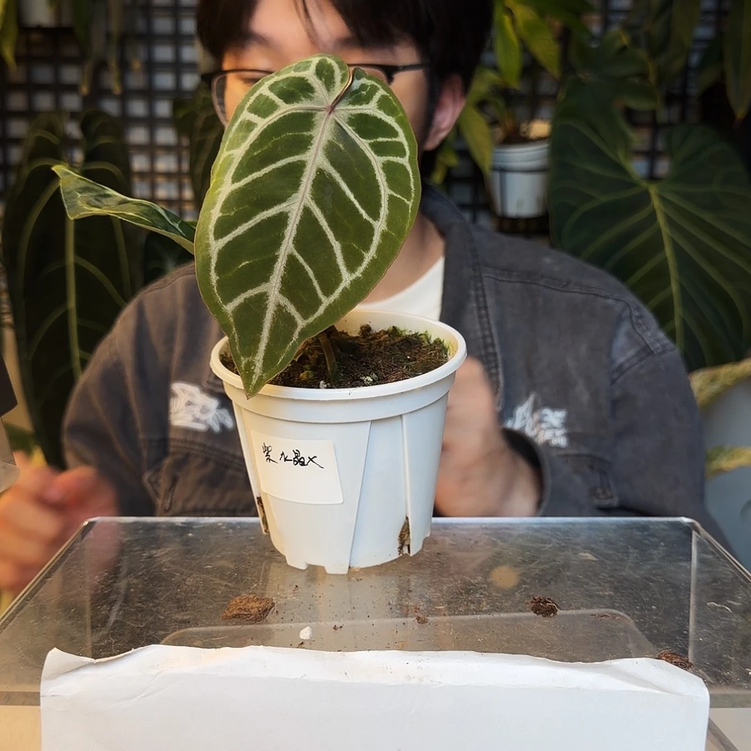 完全开放O197紫水晶杂撕裂纹
