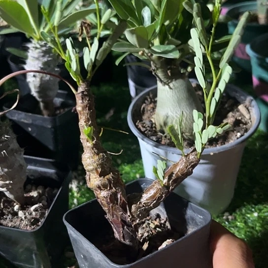 块根苏木一物一拍