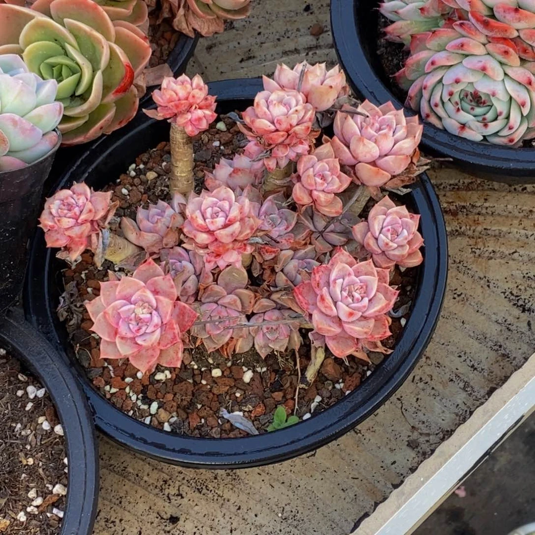 鲑****）48包邮一物一拍多肉