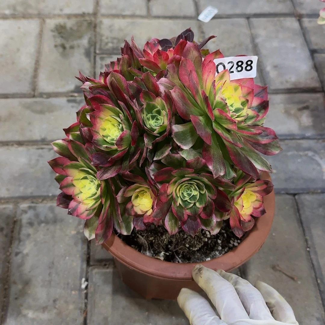 荷*288海鲜44冠服18左右小颗的不周正