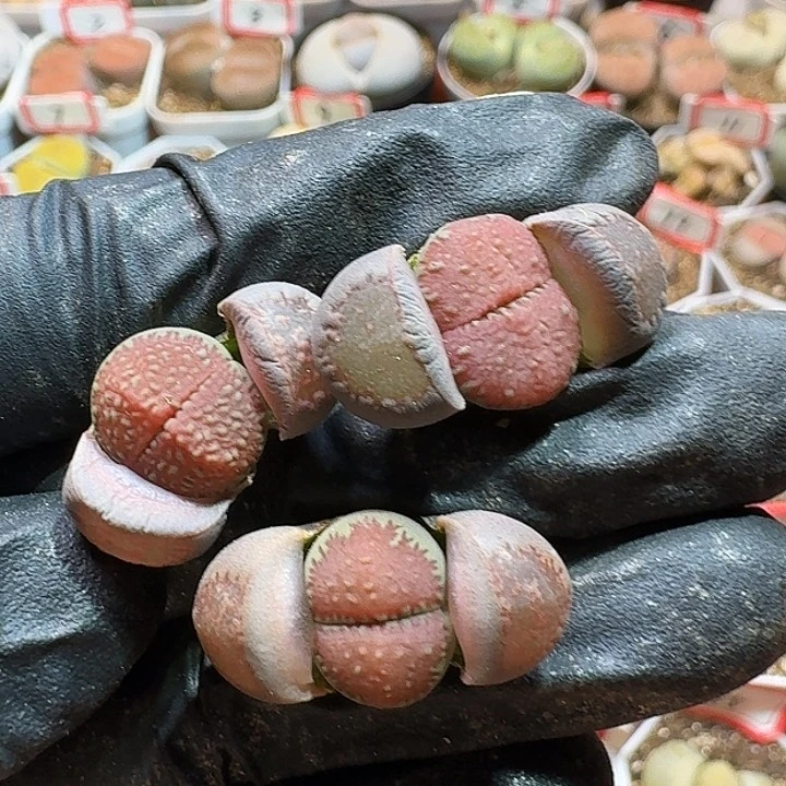 生石花233:：：。  288