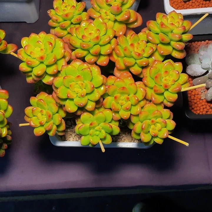 沫***雪寄养多肉植物香格里拉