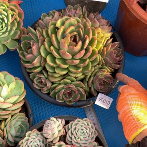 美***店1036黑曼巴多肉