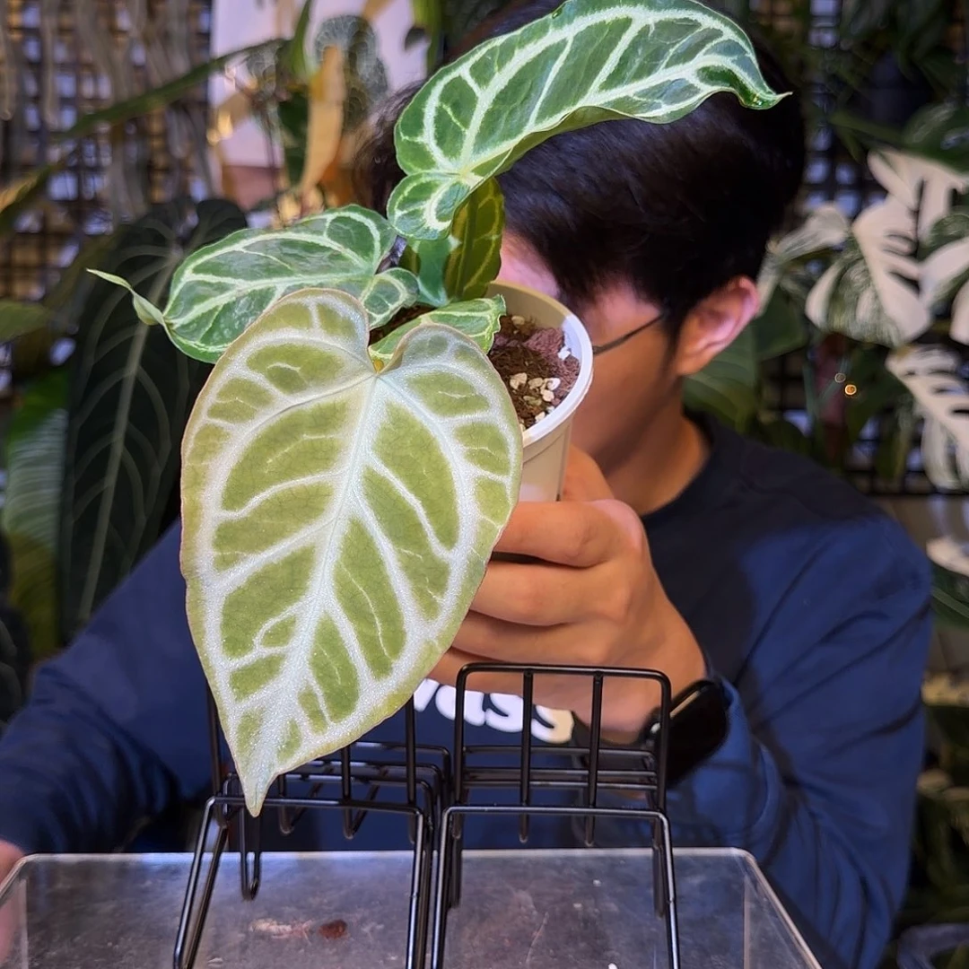 完全开放H145  银刷子杂华丽