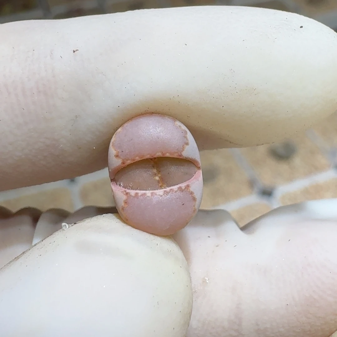 西**风0120-04饼干编号162a