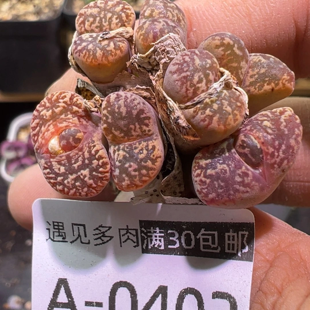多肉植物11111111111