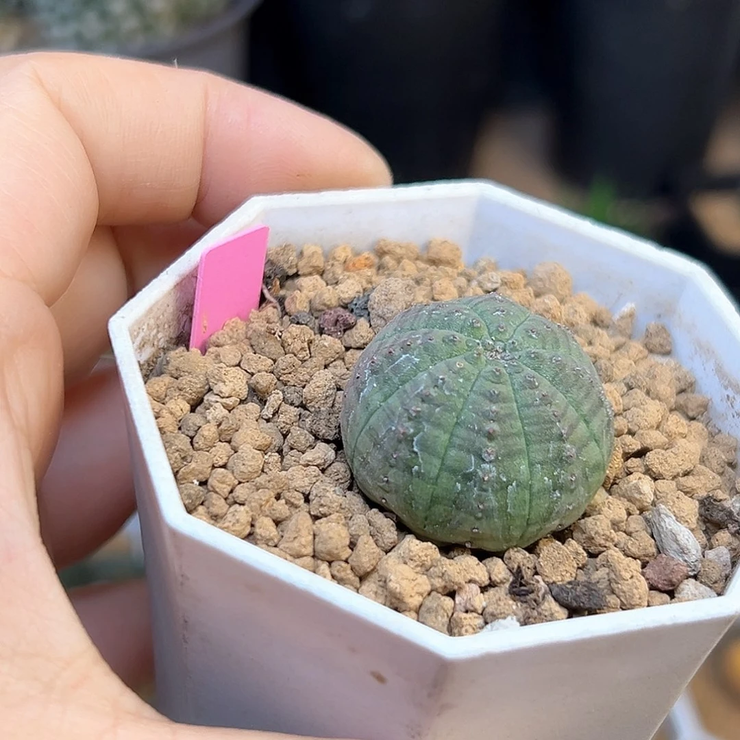 欧版布纹球实生球一颗