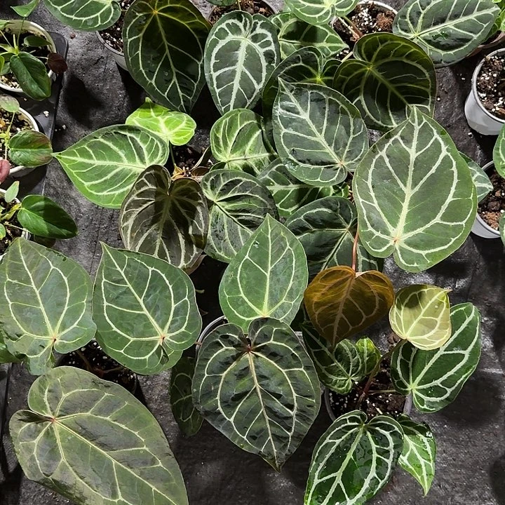无花朵水晶花烛不包叶损