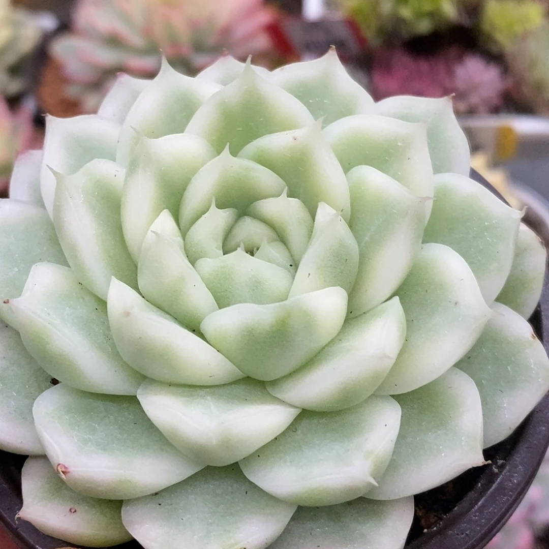 200麦秆哈哈哈哈哈