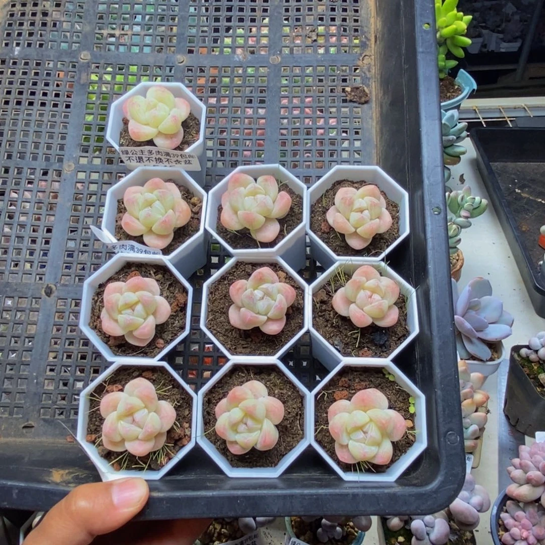 雪**狼珍妮冰玉多肉10棵