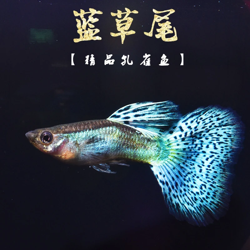 繁殖精品鱼之大背硬骨蓝草孔雀鱼大尾扇