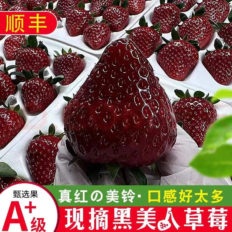 顺丰空运真红美铃草莓丨黑美人黑珍珠黑草莓新鲜时令水果现摘整箱