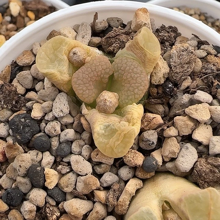 西****桃多肉磁铁一颗啊啊啊