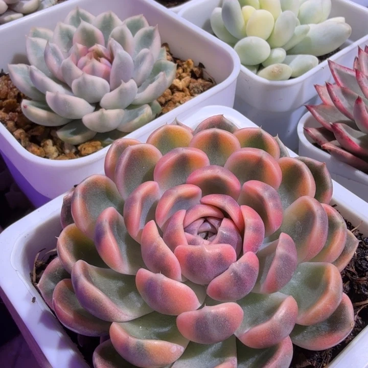汉堡锦多肉植物一物一拍