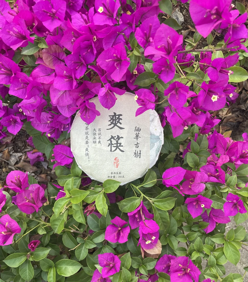 缅华古树2024年爽筷古树百试不爽大快朵颐高香高甜层次丰富普洱茶