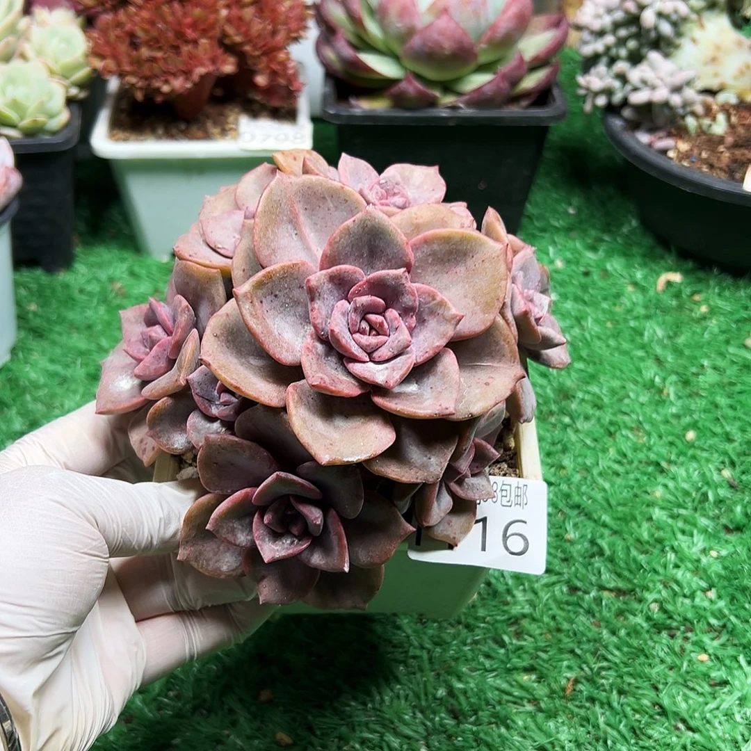 无花朵多肉一物＿拍植物1116