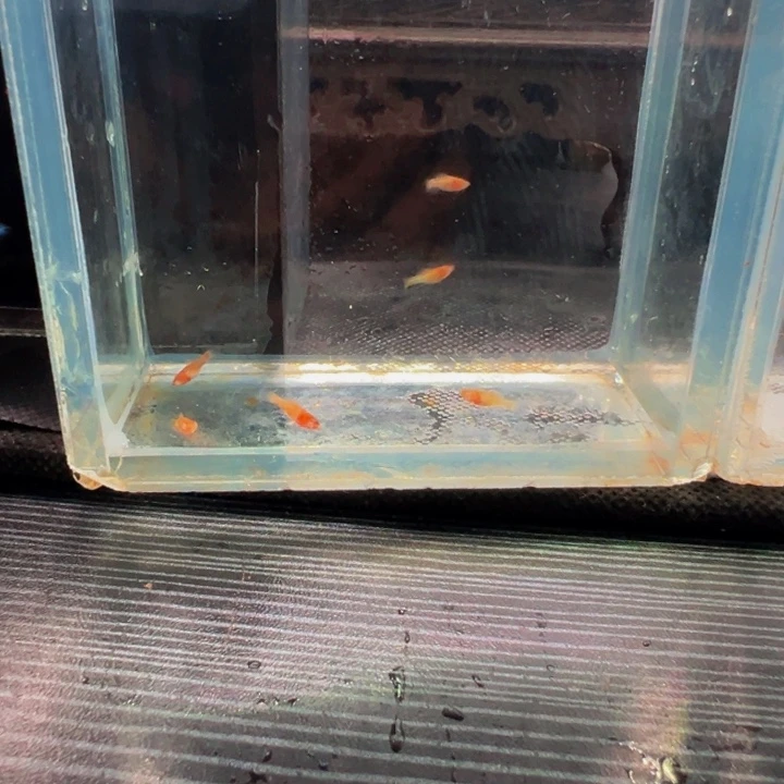 孔雀鱼马力苗子17条