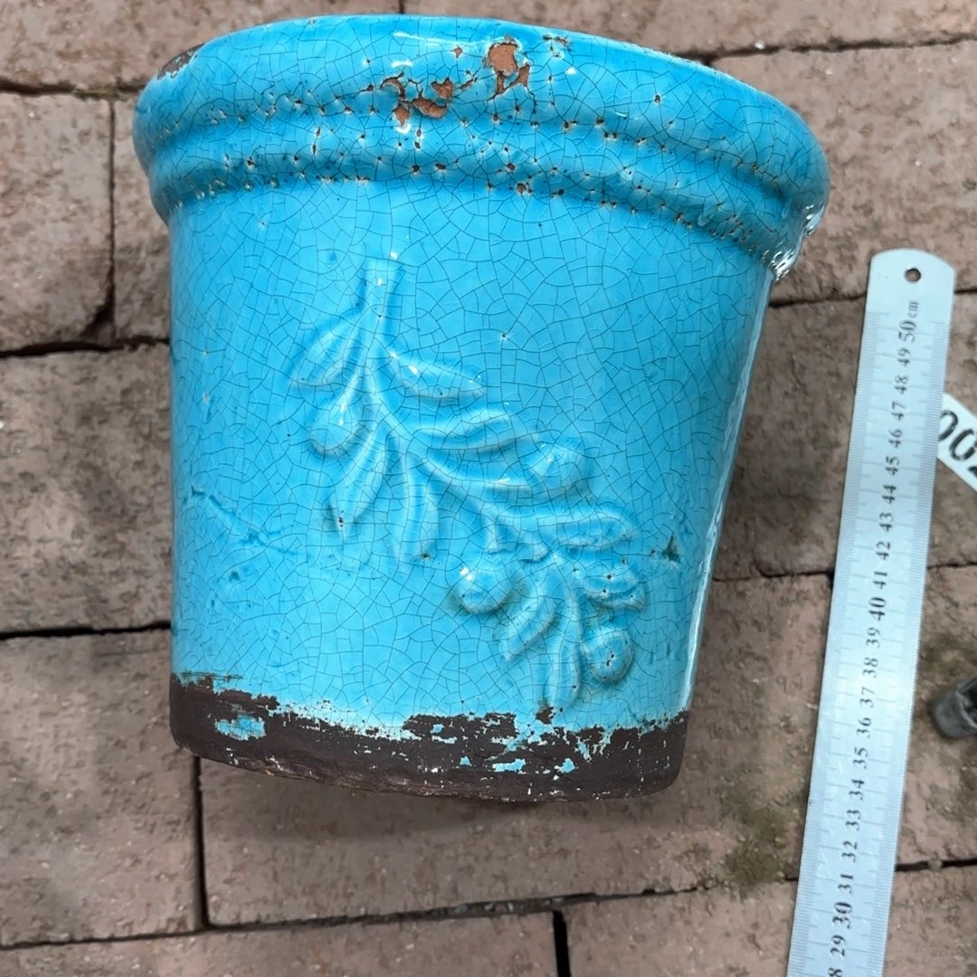 许纯的花房 橄榄蓝色小号