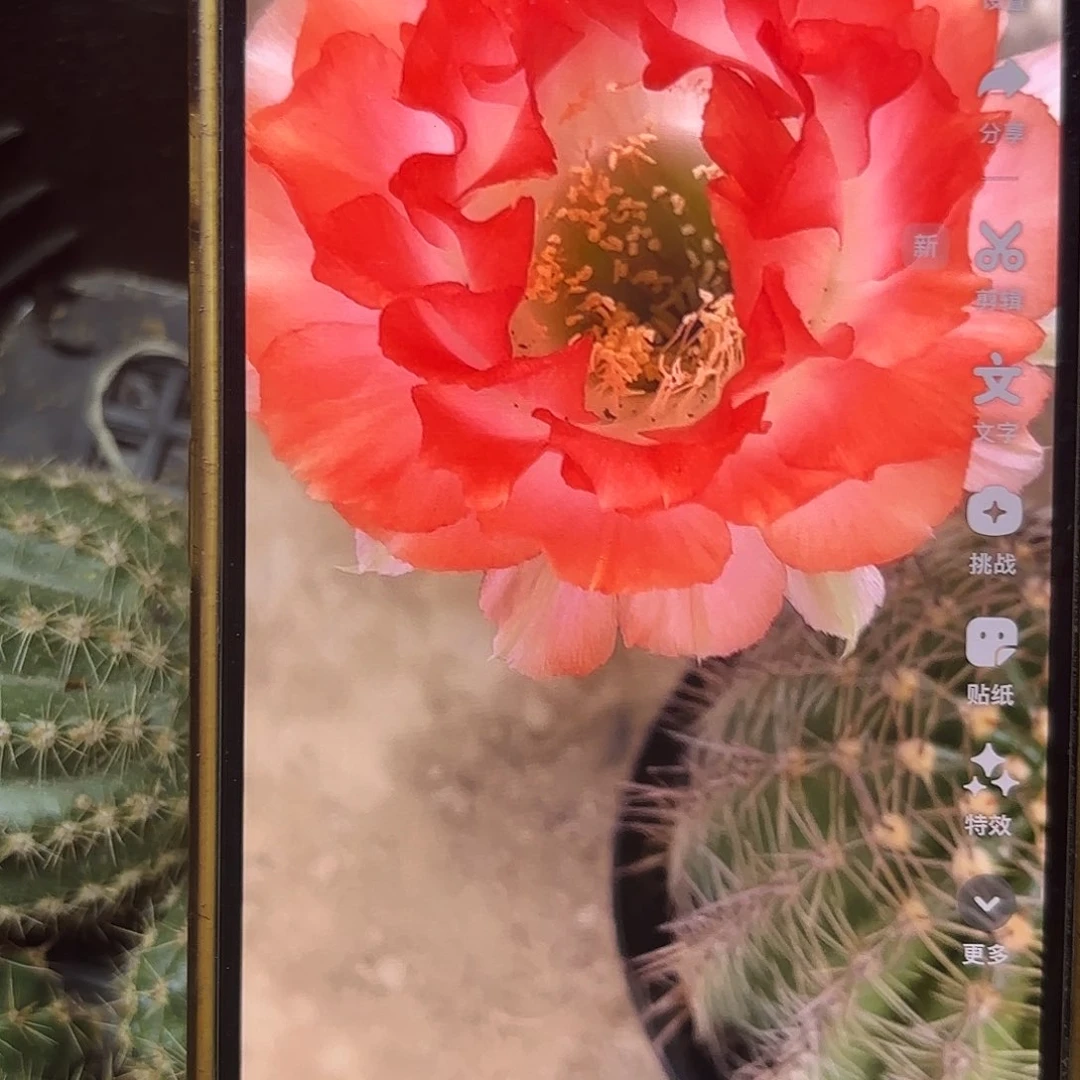 小宝贝无根侧牙四公分多