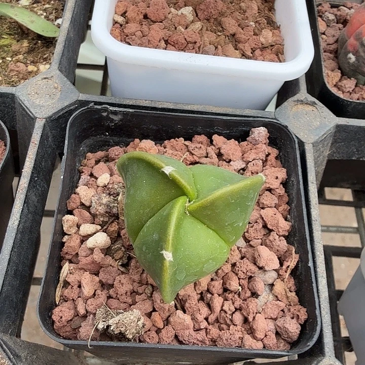 实生三角鸾凤玉2仙人球