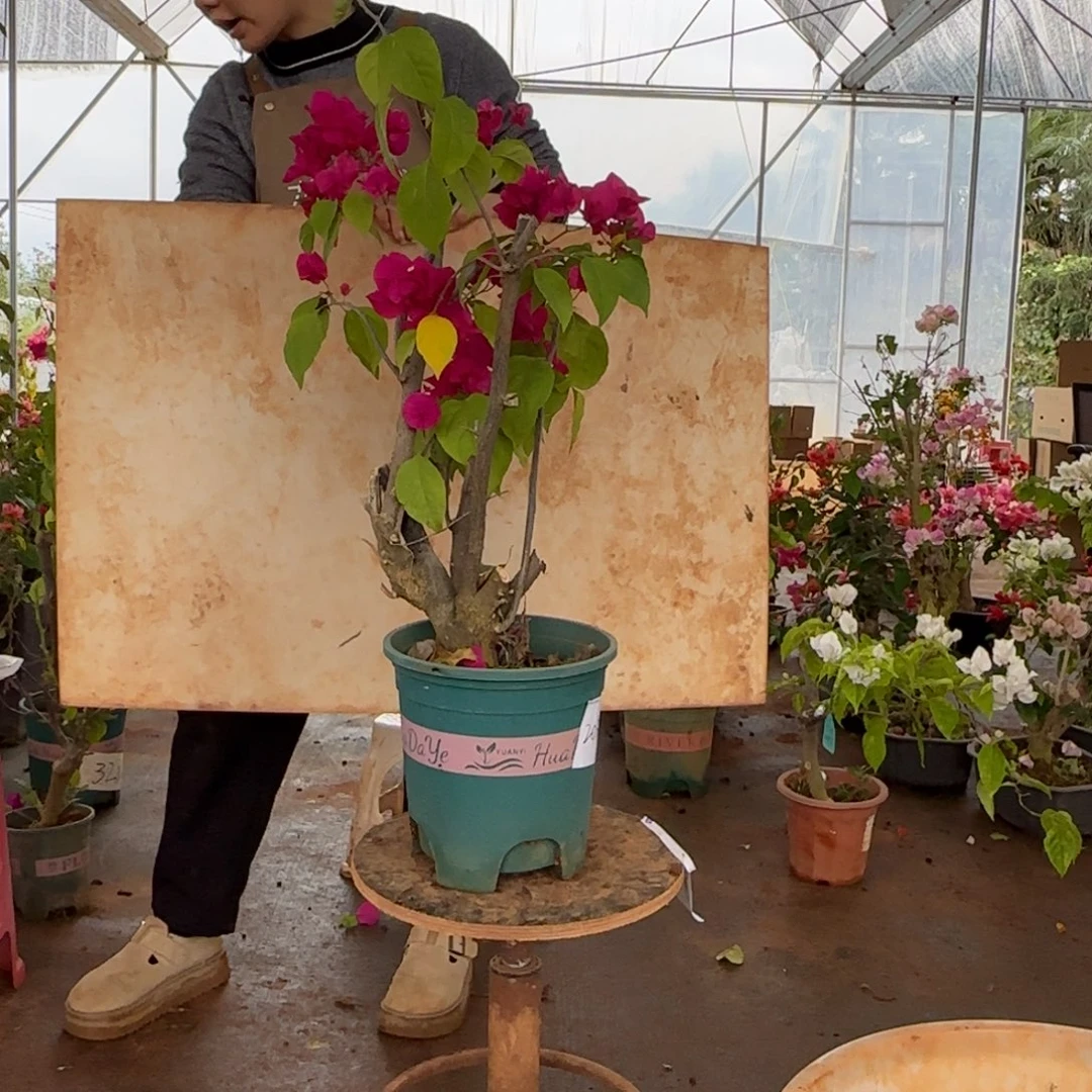 大部分花苞少量开放甜心 205脱