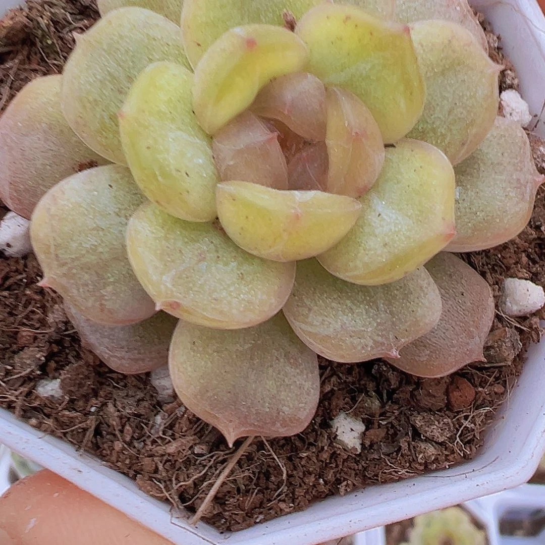 单头彩恋19包邮多肉