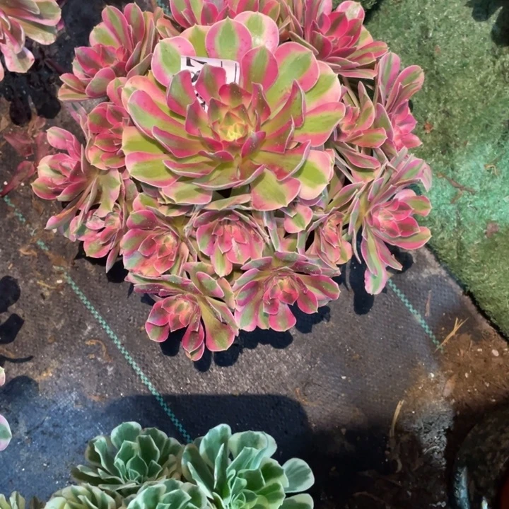 987号精品法师粉女巫