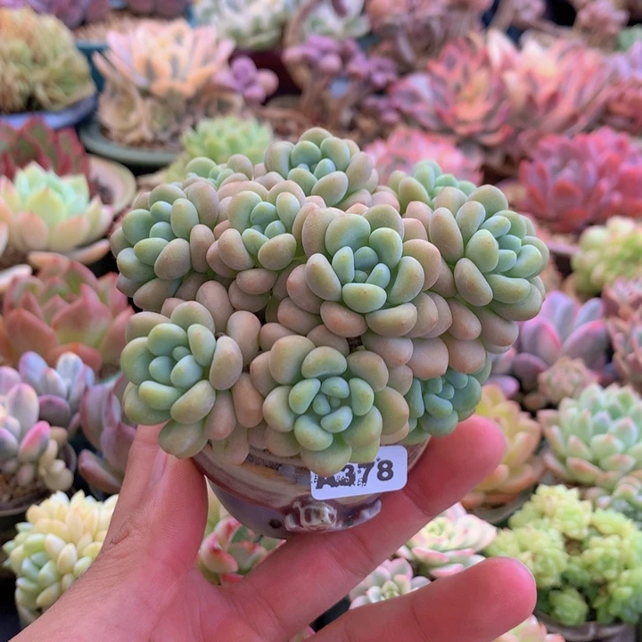 一物一拍含盆土满38包邮A378