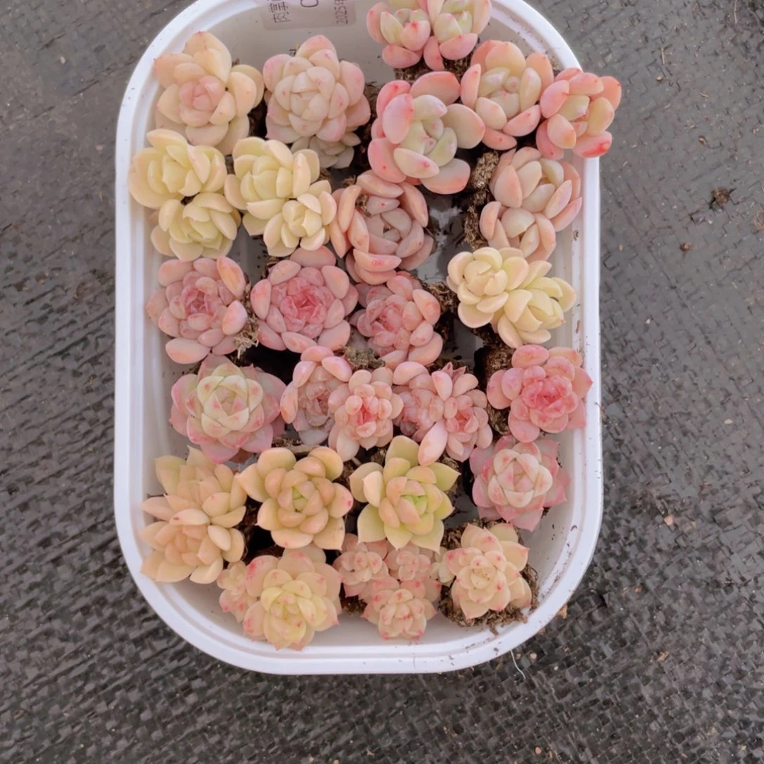 我们的生活方式是什么057