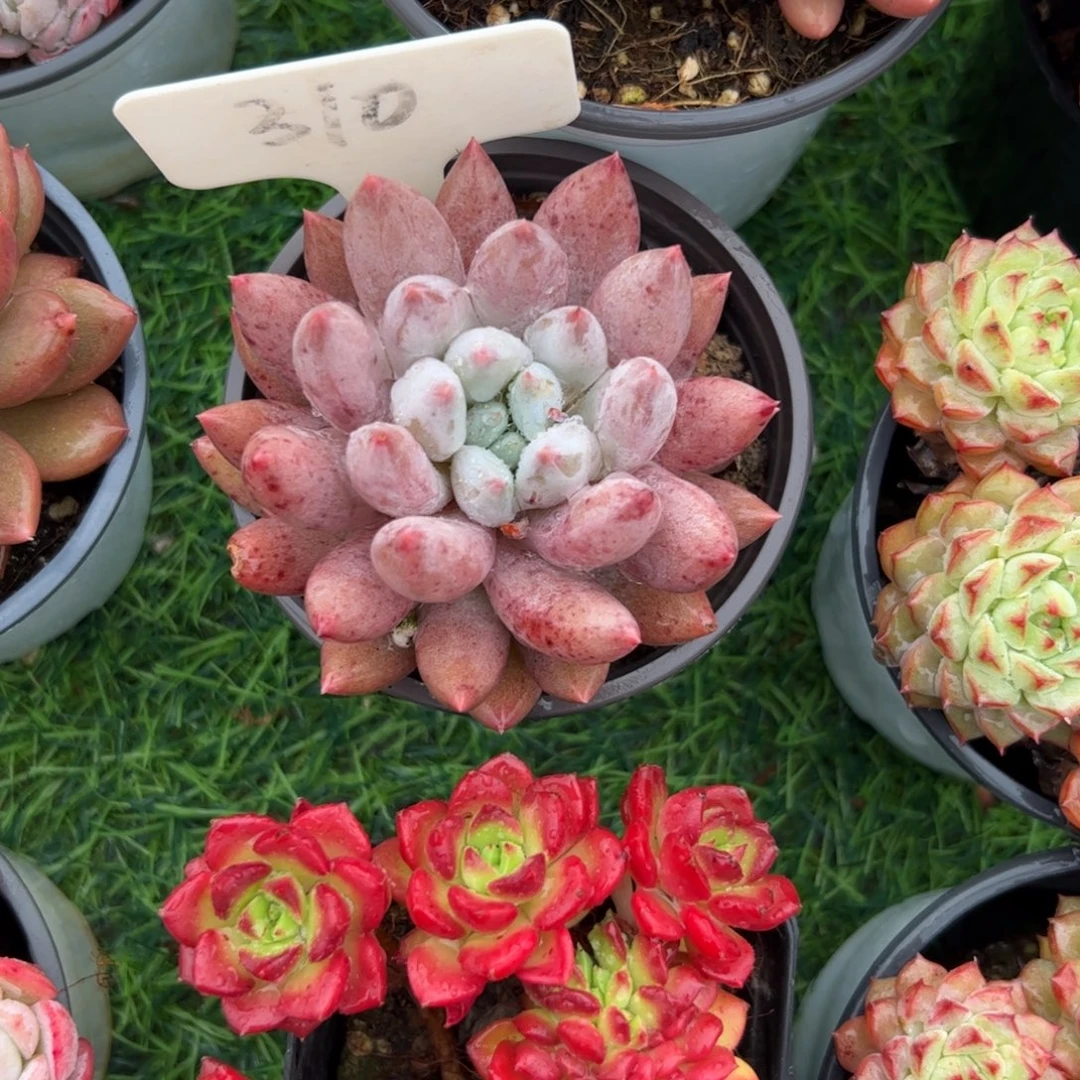 所罗门多肉植物保护