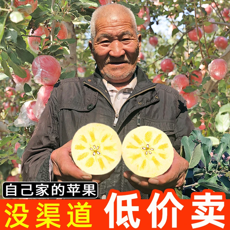 【彩箱装】正宗红富士苹果新鲜当季水果脆甜冰糖心平果整箱包邮批发