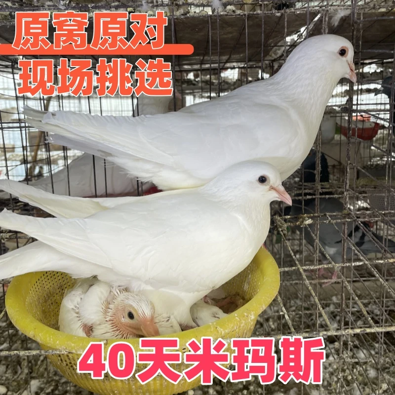 大体米玛斯现挑现选  一对 40天左右  原窝 鸽用品
