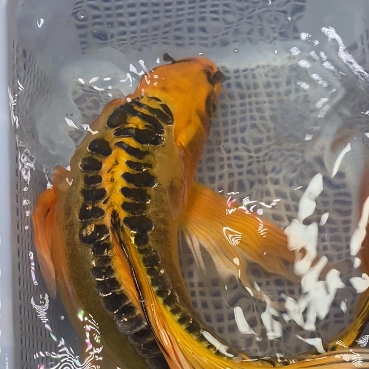 锦鲤冷水锦鲤（无开箱视频不售后）