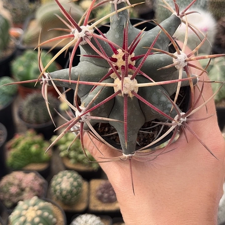 实生根江守玉仙人球