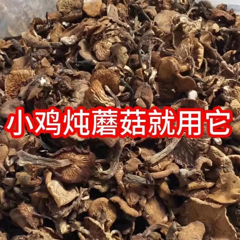 榛蘑干货2024新货